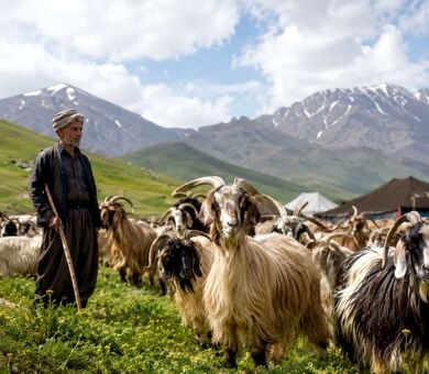 همکاری فائو و وزارت جهاد کشاورزی برای حفاظت از نژادهای بومی دام و توانمندسازی جوامع محلی