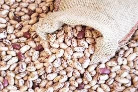پیش بینی تولید بیش از 3000 تن لوبیا در خرم بید 