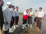 هرمزگانی ها برای سرسبزی کرانه های خلیج فارس  115 هزار اصله نهال کاشتند