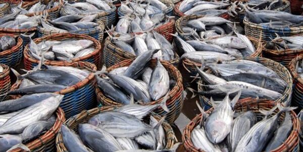 پتاسیل‌ها و توانمندی‌های بخش کشاورزی دربحث خرما و آبزیان معرفی می‌شود