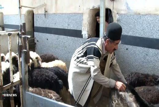 آغاز طرح کشوری خرید توافقی دام از عشایر در شاهین شهر