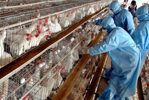 افزایش هماهنگی تیم‌های واکنش سریع در مقابله با آنفلوانزای فوق حاد پرندگان