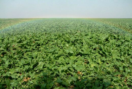 تغییر الگوی کشت، راه‌حلی برای بحران کم‌آبی 