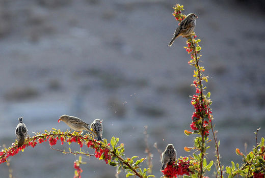 برداشت زرشک از خاستگاه آن آغاز شد
