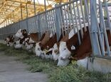 تعداد دورگه‌ای نژاد سمینتال گاو افزایش می‌یابد