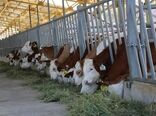 تعداد دورگه‌ای نژاد سمینتال گاو افزایش می‌یابد
