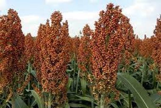 ترویج کشت گیاهان علوفه‌ای مقاوم به خشکی در خرمشهر