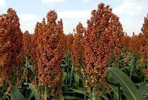ترویج کشت گیاهان علوفه‌ای مقاوم به خشکی در خرمشهر