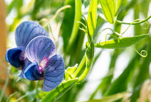 کشت جایگزین در باشت با گیاهان علوفه‌ای مقاوم به خشکی