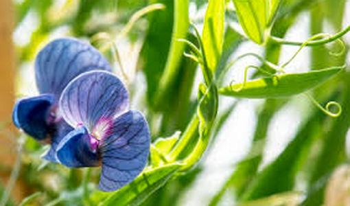 کشت جایگزین در باشت با گیاهان علوفه‌ای مقاوم به خشکی