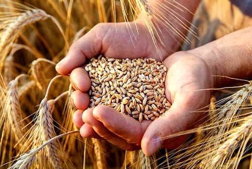خرید 2870 تن گندم و جو بذری در استان آذربایجان شرقی