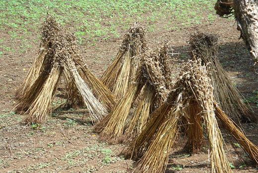 برداشت کنجد در لارستان آغاز شد