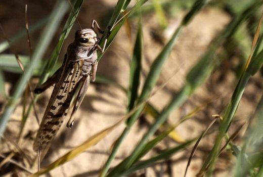 استمرار پایش ملخ صحرایی در خرمشهر