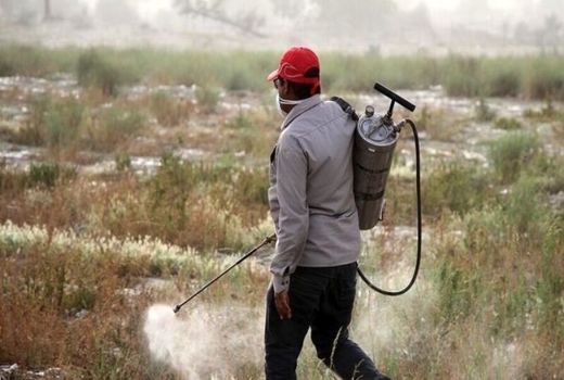 ۲۰ میلیارد ریال برای مبارزه با آفت ملخ در مراتع خراسان شمالی نیاز است