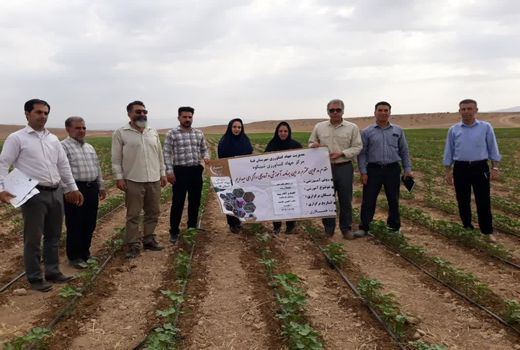 پایان کاشت بیش از2 هزار هکتار پنبه در فسا