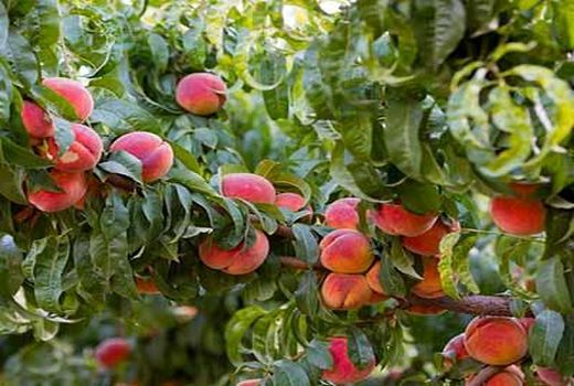 ۴۸ هزار هکتار باغ میوه در چهارمحال و بختیاری وجود دارد