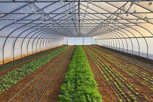 فعالیت تعداد 207 واحد گلخانه ای در آذربایجان غربی