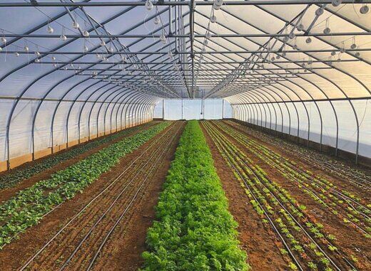 فعالیت تعداد 207 واحد گلخانه ای در آذربایجان غربی