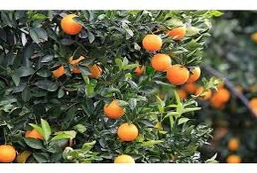 برداشت مرکبات  از باغات خوزستان