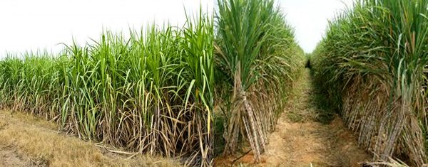 ماشینآلات خسته را بازنشسته کنیم/ ماشین نو؛ برداشت سبز؛ محصول بهتر