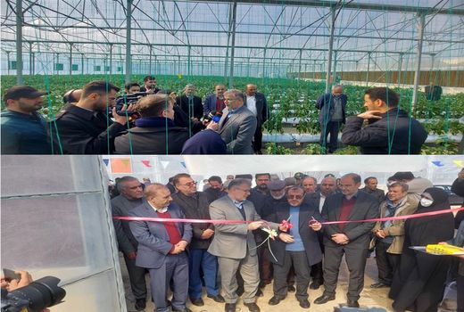 آغاز بهره برداری از 4 طرح گلخانه ای در شهرستان نظرآباد
