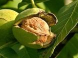 تولید گردو در چهارمحال و بختیاری 30 درصد کاهش یافت