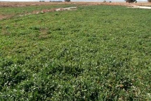 آغاز کشت منداب در سربیشه