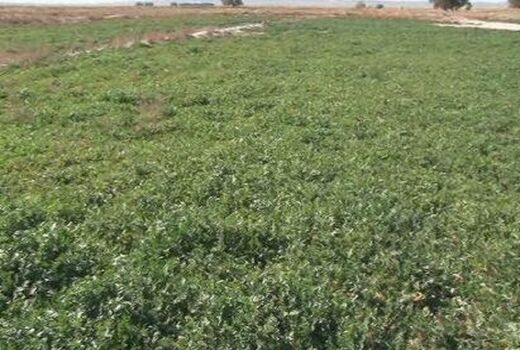 آغاز کشت منداب در سربیشه