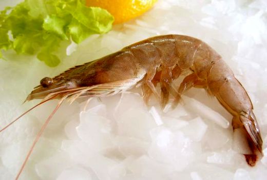 معرفی میگوی وانامی توسط محققان، صنعت میگوی کشور را نجات داد