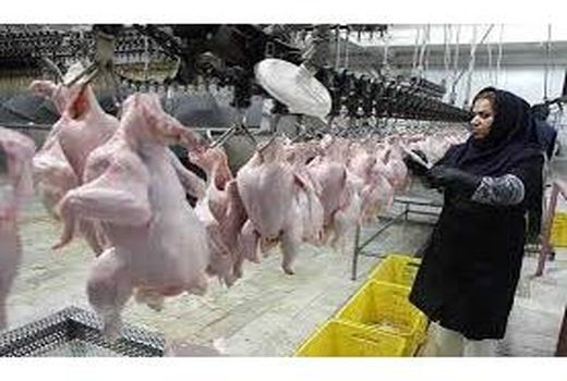 تولید 960 تن گوشت سفید در محمودآباد