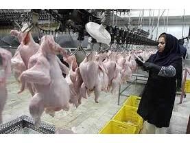 تولید 960 تن گوشت سفید در محمودآباد