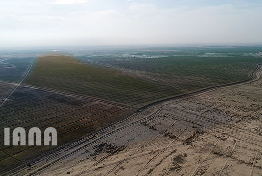 عملیات بیابان زدائی در 100 هکتار از اراضی بیابانی حاجی آباد سمنان انجام شد