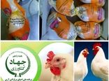 خرید بیش از 43 تن گوشت مرغ نژاد آرین از مرغداران استان در چند روز اخیر