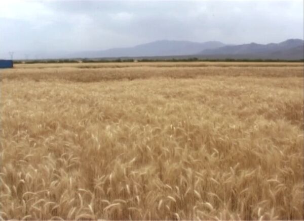 آغاز برداشت جو از مزارع شهرستان آران و بیدگل