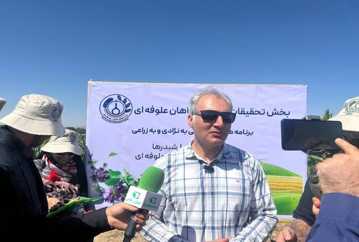 تغذیه مرغ با جایگزینی ۳۰ درصد رقم سورگوم فومن به جای ذرت