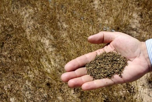 افزایش ۱۰۰ هکتاری سطح زیر کشت زیره در استان اصفهان