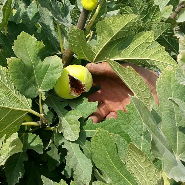 نی‌ریز یکی از قطب‌های تولید انجیر فارس است