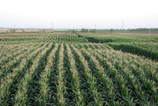 پایان کشت ذرت کشت ذرت در شهرستان قزوین