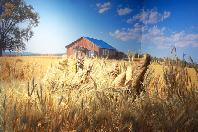  هفدهمین نمایشگاه صنعت غلات، آرد و نان 