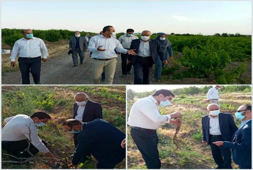 نماینده مردم تاکستان در مجلس شورای اسلامی از باغات انگور این شهرستان بازدید کرد 
