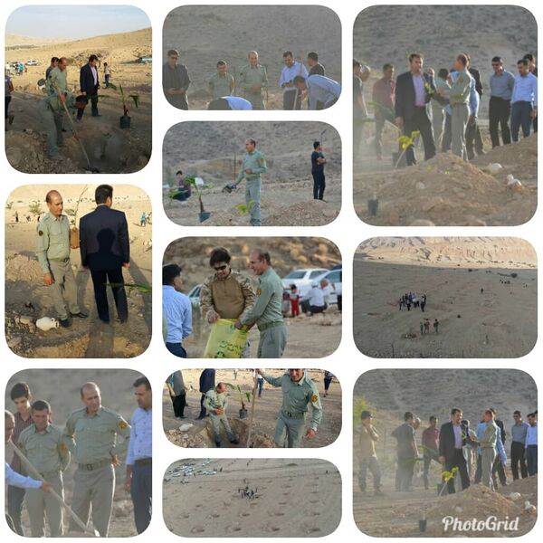 پارک جنگلی چَغان لارستان درختکاری شد