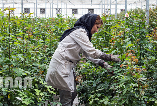 طرح های اشتغالزا در سپیدان به بهره برداری رسید 