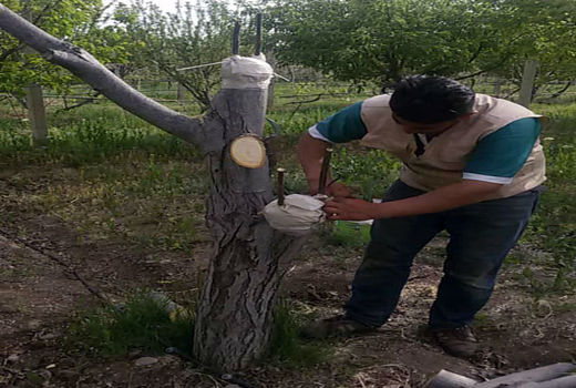 تعویض تاج درختان گردو در سطح 21 هکتار در شهرستان جلفا