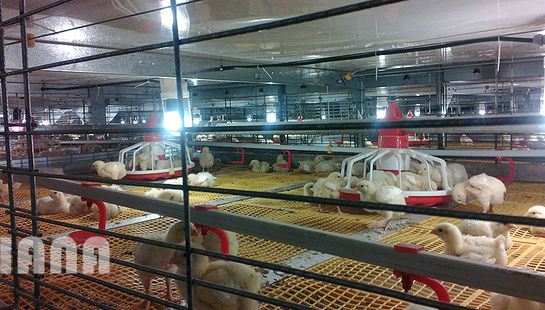 گالری عکس:مرغداری در ایران1