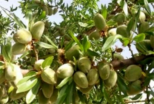 برداشت محصولات پسته، سیب، بادام دیر گل و به در بردسیر آغاز شد