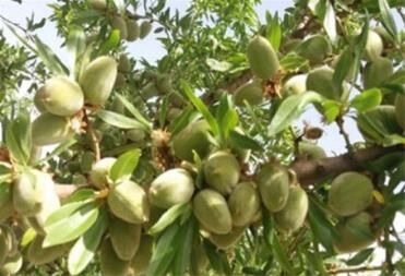 برداشت محصولات پسته، سیب، بادام دیر گل و به در بردسیر آغاز شد