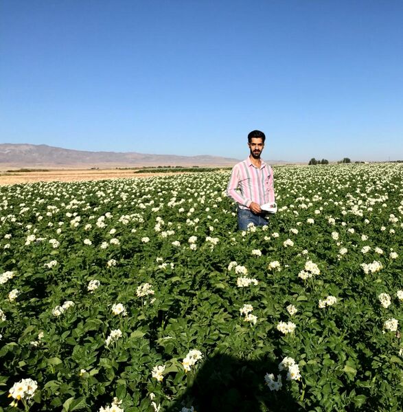​افزایش عملکرد 1500 تنی در واحد سطح برای کشت سیب‌زمینی