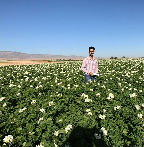 ​افزایش عملکرد 1500 تنی در واحد سطح برای کشت سیب‌زمینی