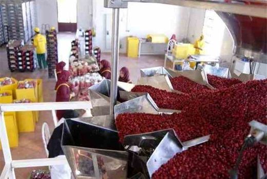 صدور پروانه های بهره برداری برای زرشک استان