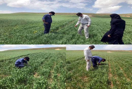 کشت 25 هکتار دانه های روغنی گلرنگ در منطقه آغجه کهل شهرستان مراغه